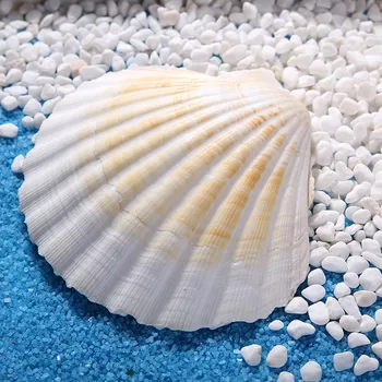 1 adet Doğal Kabuk Büyük Beyaz Tarak Dekorasyon Akdeniz Tarzı El Sanatları Aksesuarları akvaryum Balık tankı Peyzaj Ev Dekor  10